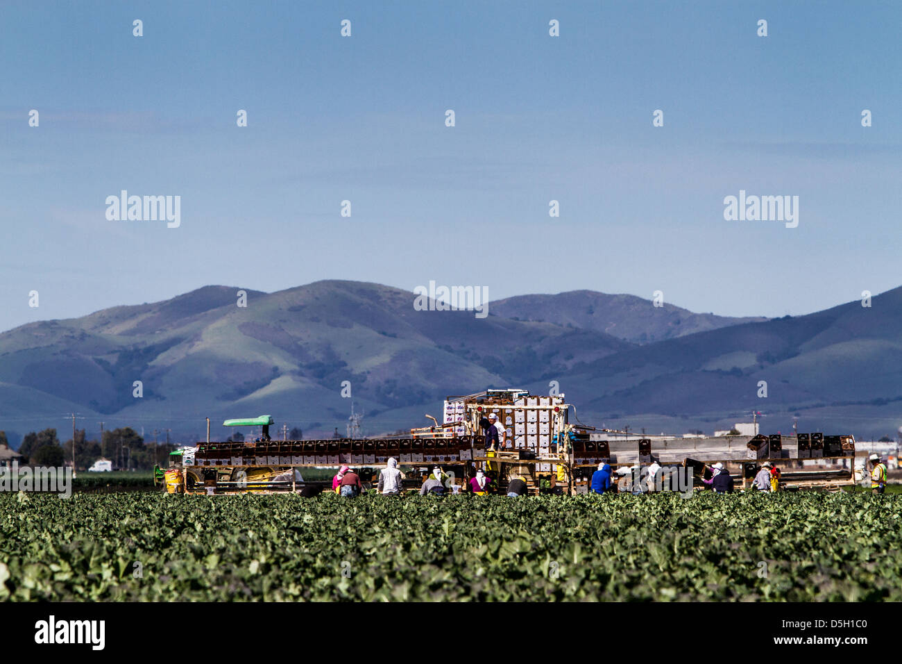 Farm Workers picking broccoli in the Salinas Valley of California Stock Photo