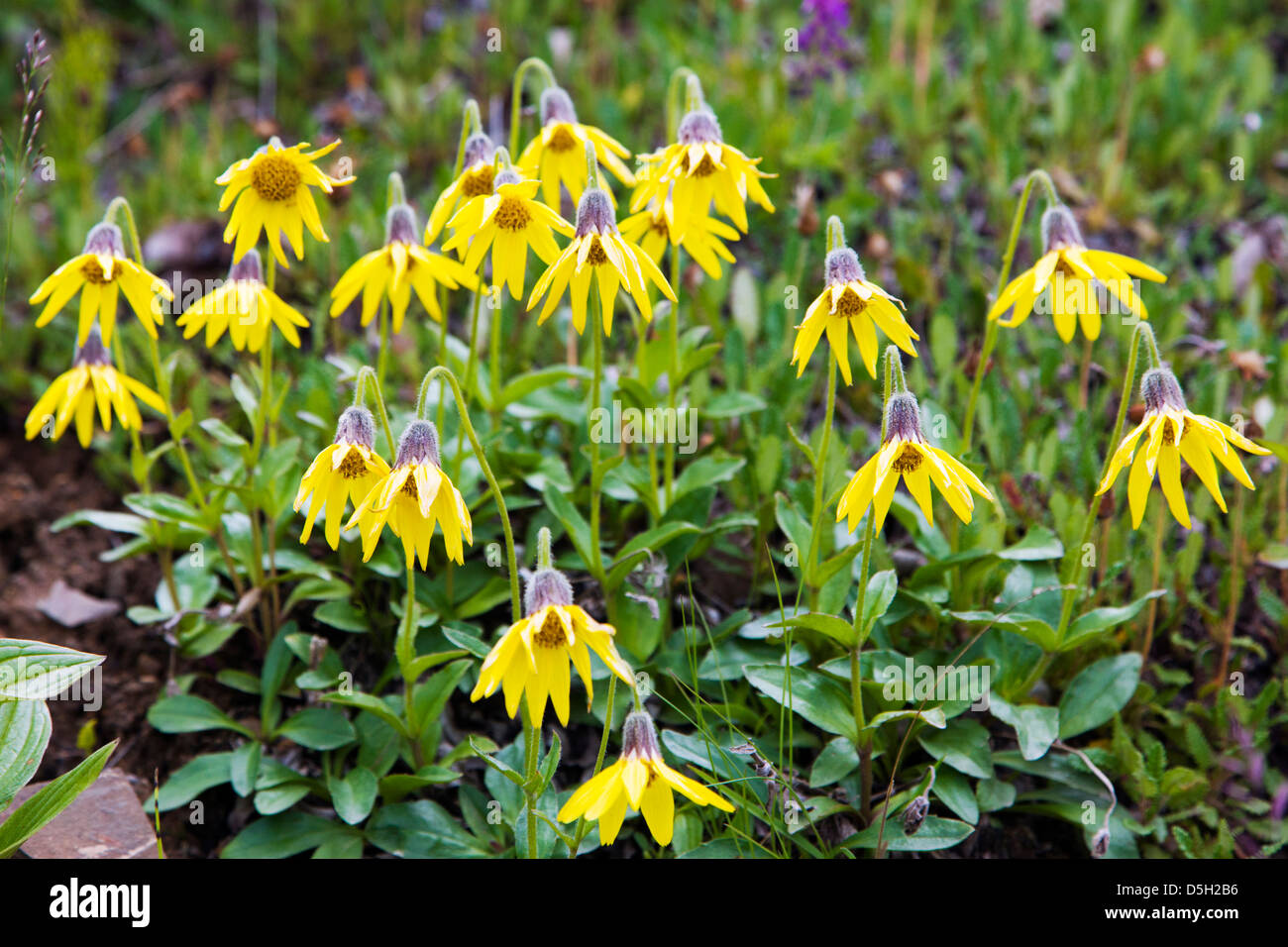 Lessing's Arnica (Arnica lessingii, aster, asteraceae) wildflower, Denali National Park, Alaska, USA Stock Photo