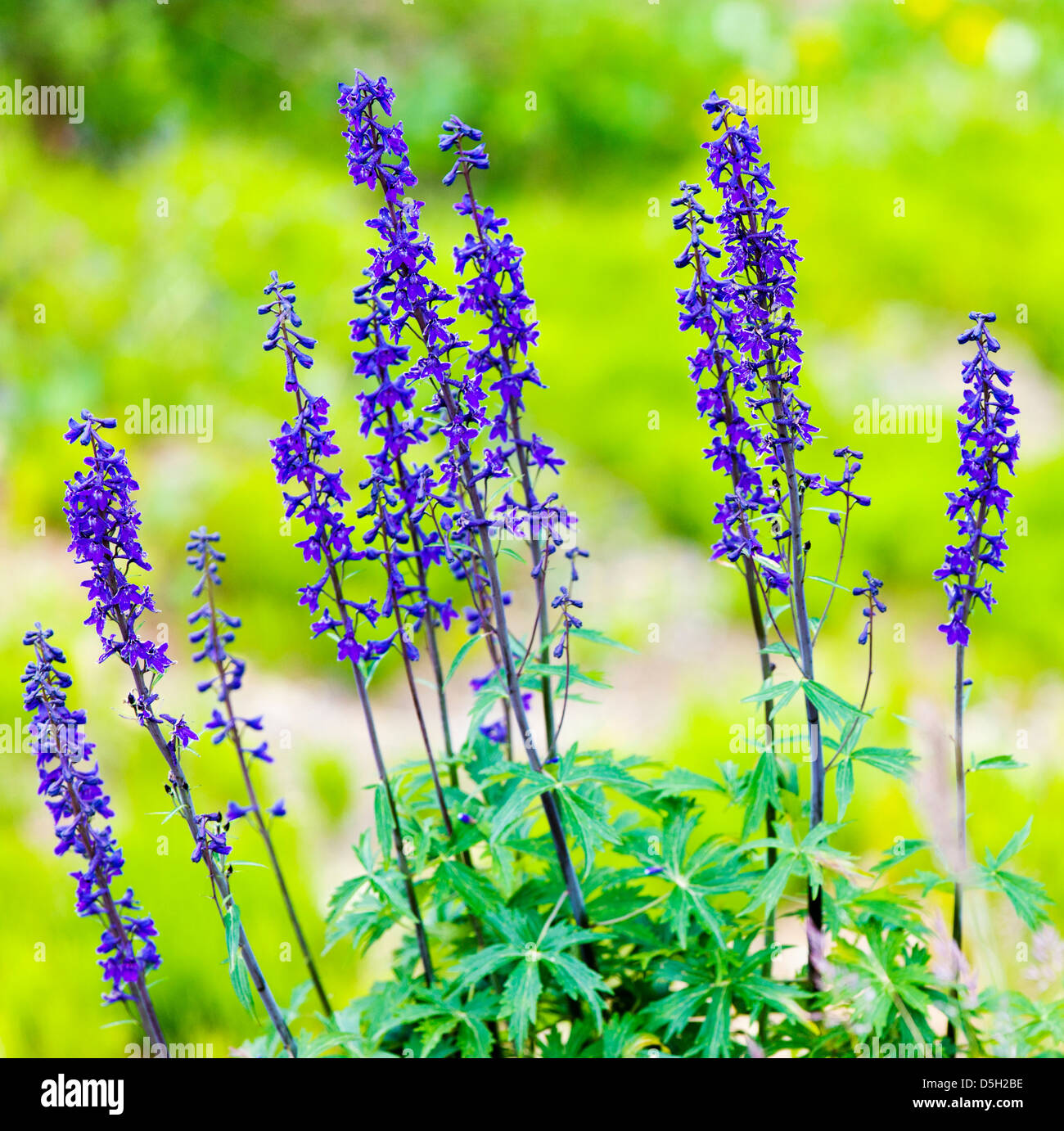 Dwarf Larkspur (Delphinium brachycentrum, buttercup, Ranunculaceae) wildflower, Denali National Park, Alaska, USA Stock Photo