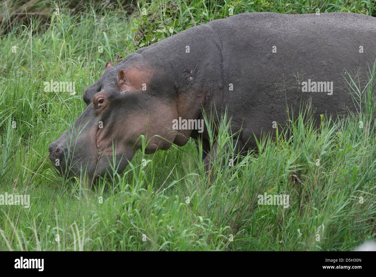 Hippopotamus ivory teeth hires stock photography and images Alamy