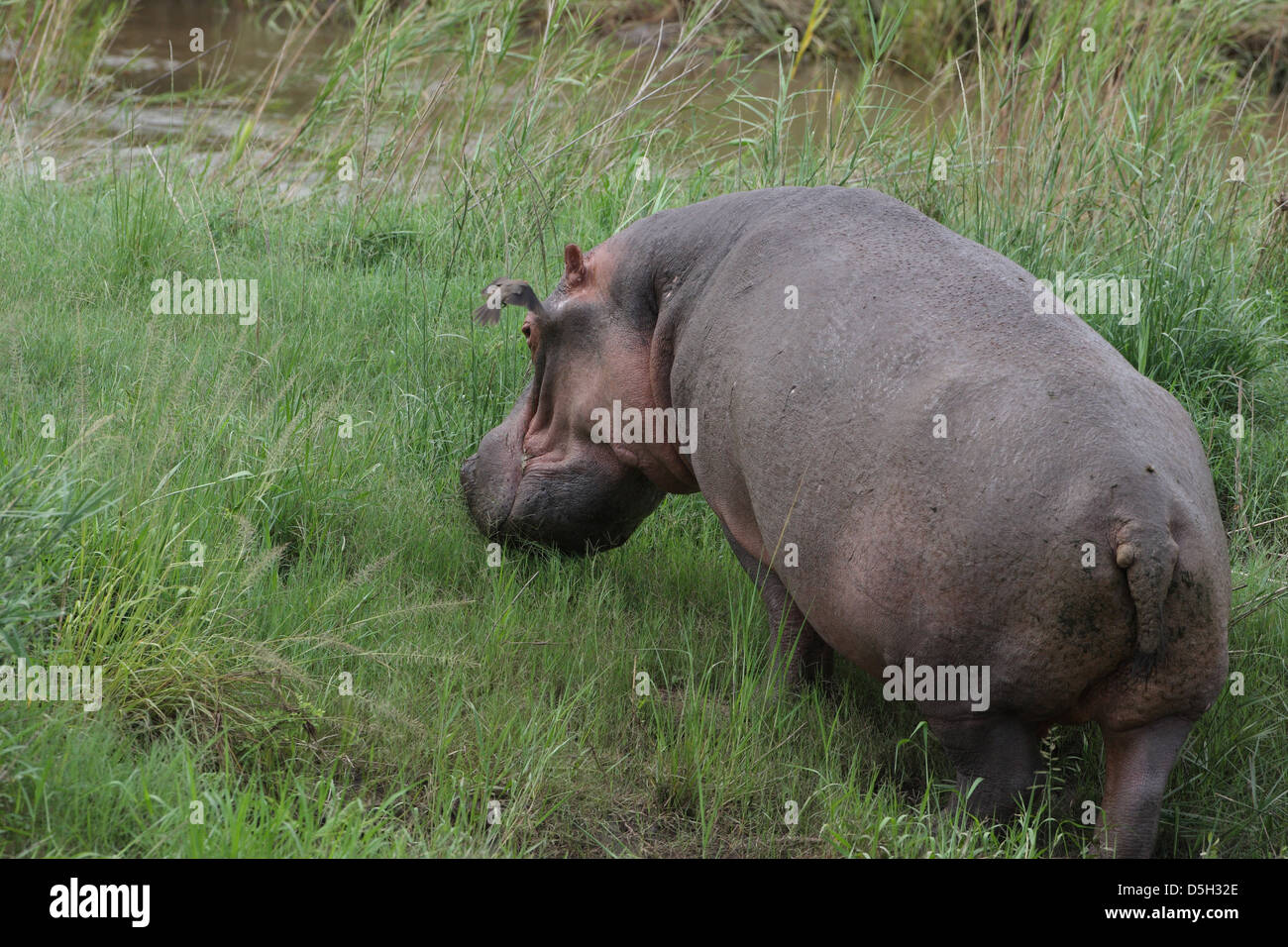 Hippopotamus ivory teeth hires stock photography and images Alamy