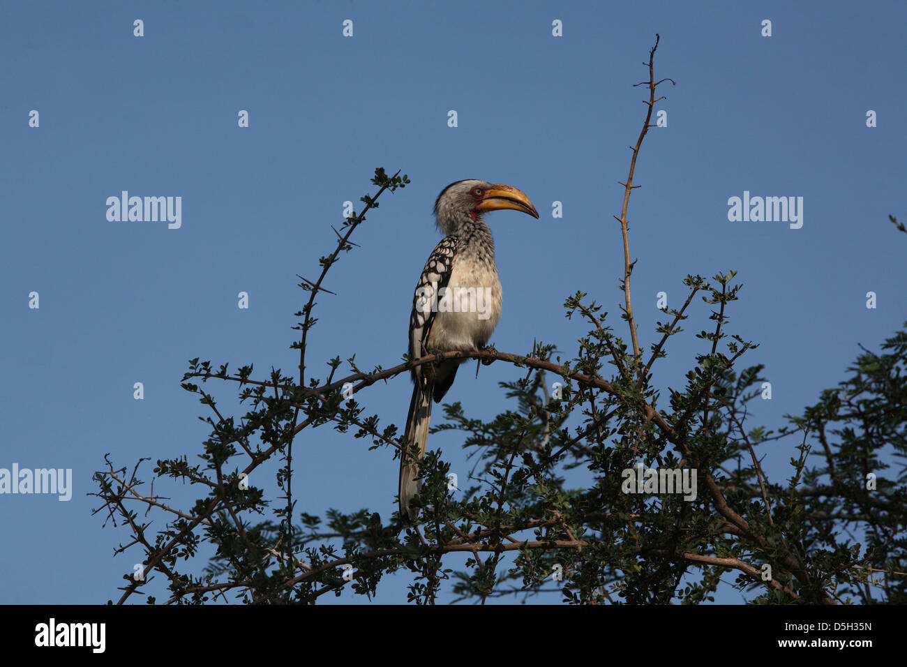 Hornbill Stock Photo