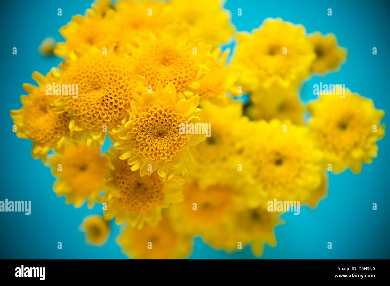 Yellow flowers is fresh on blue background Stock Photo