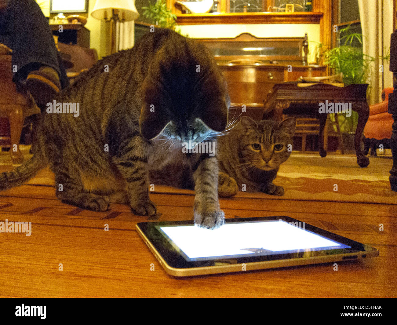 Two cats play with an iPad in living room Stock Photo Alamy