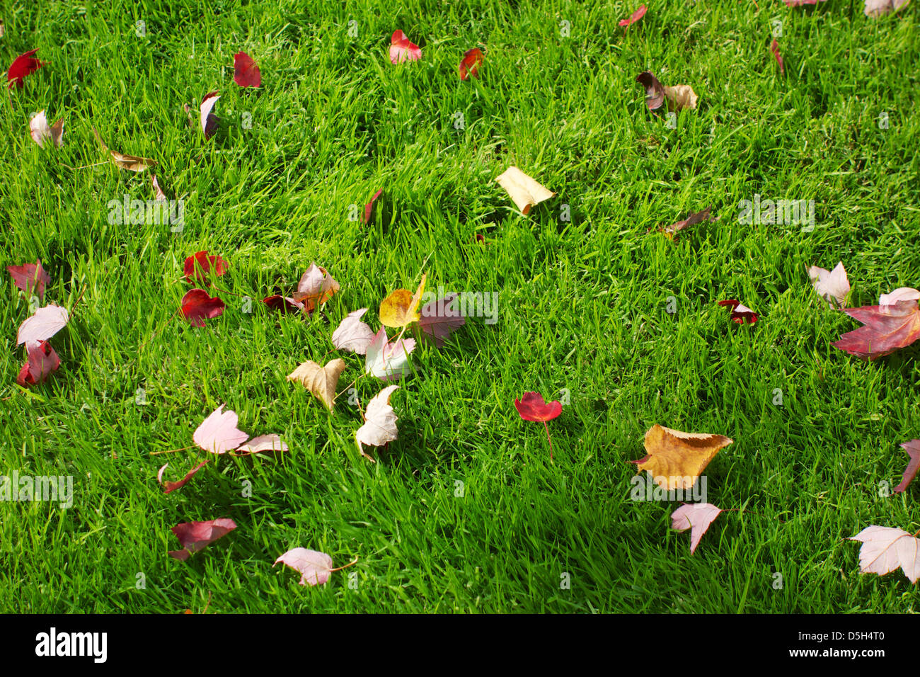 Colorful autumn leaves on green grass Stock Photo - Alamy