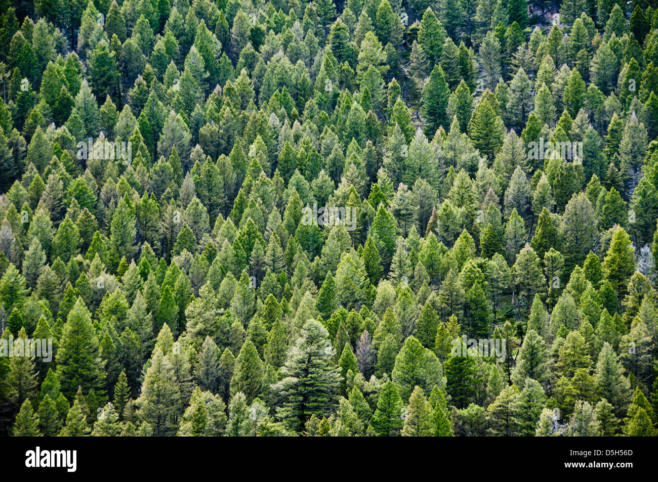 Coniferous forest Stock Photo