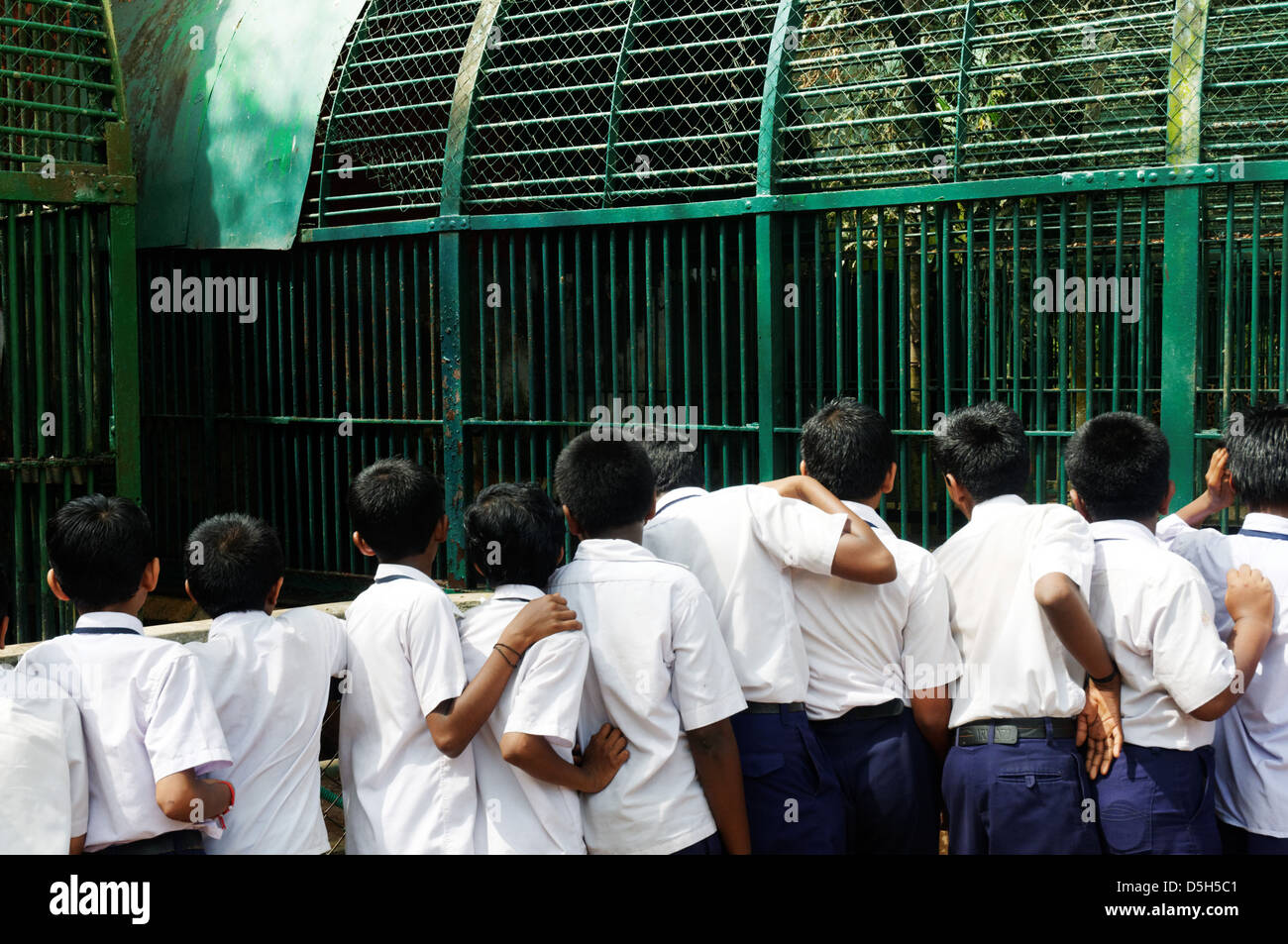 Indian schoolchildren looking at the big cats at Trivandrum zoo Stock Photo
