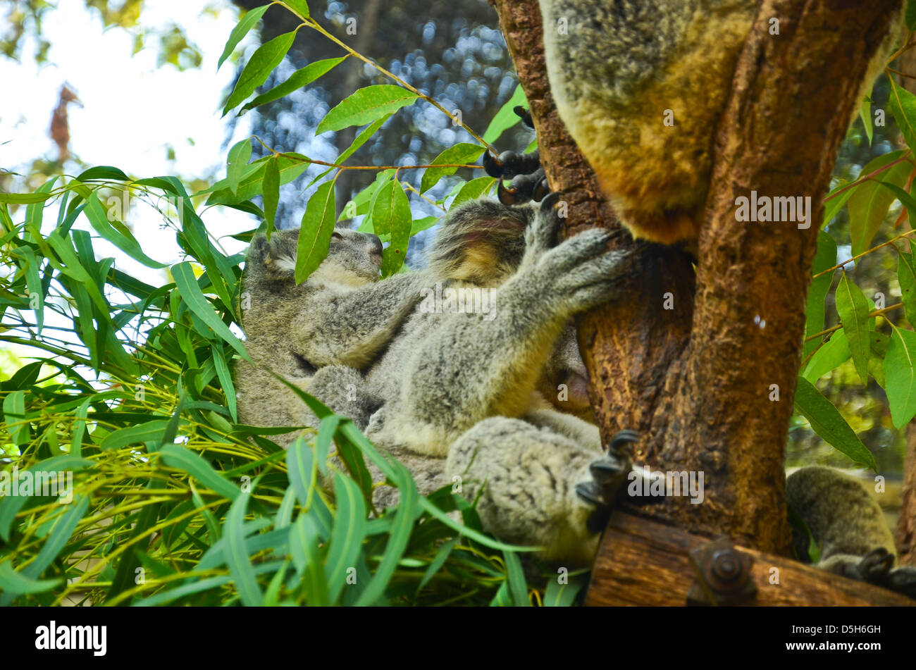 Coala hi-res stock photography and images - Page 2 - Alamy
