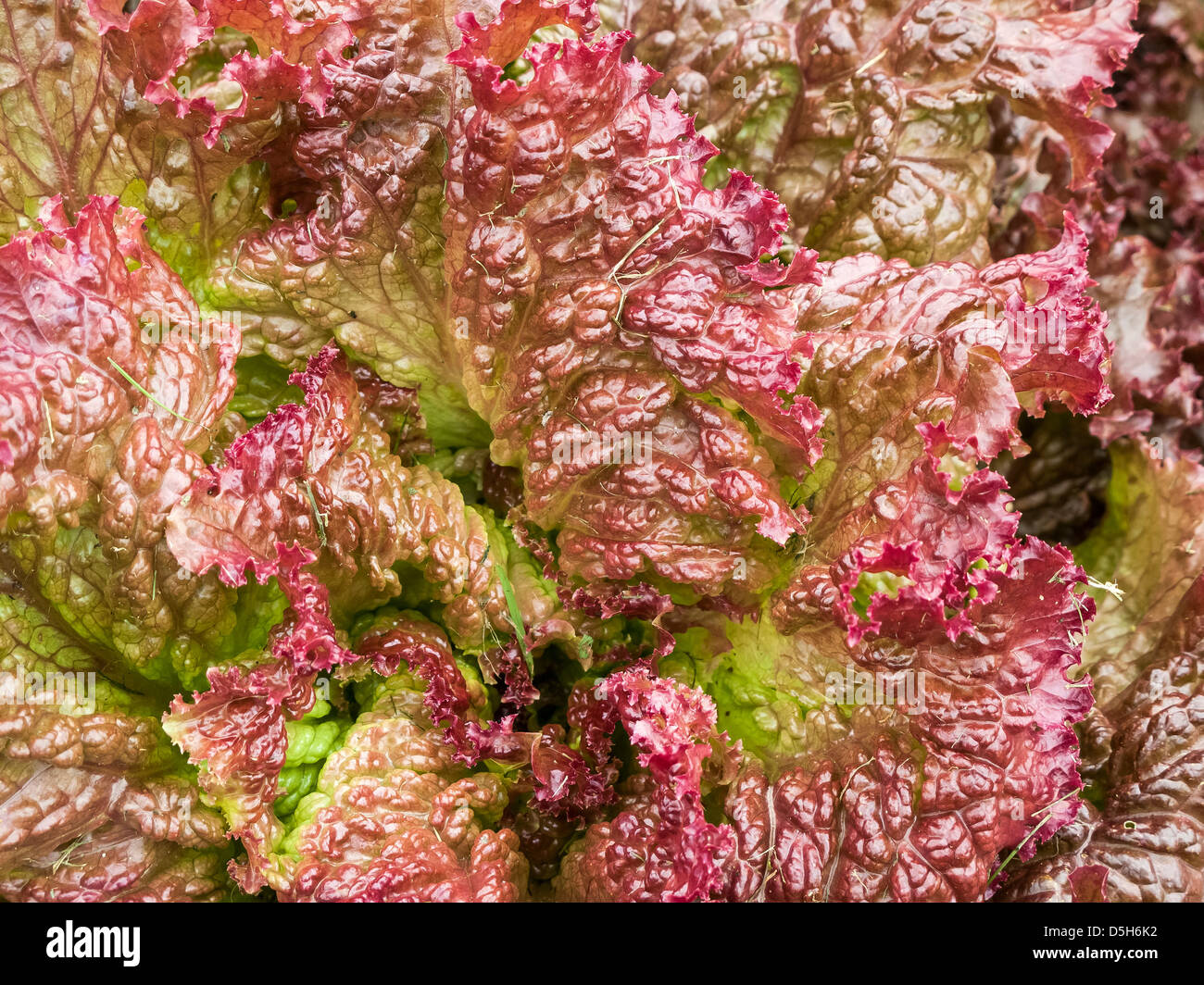 Red and green crinkly Lolla rossa Lettuce leaves close up Stock Photo