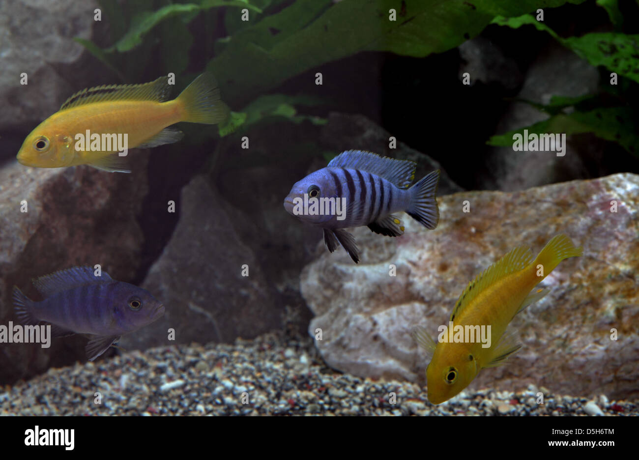 Mixed Cichlids in aquarium Stock Photo -