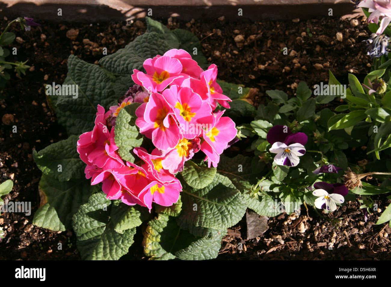 Pink & Yellow Flowers Stock Photo - Alamy