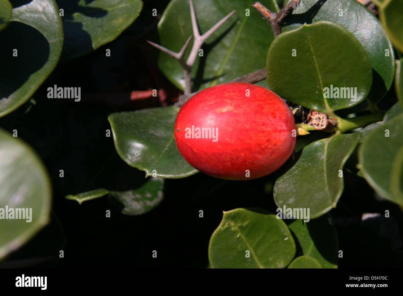 Berry thorns hi-res stock photography and images - Alamy