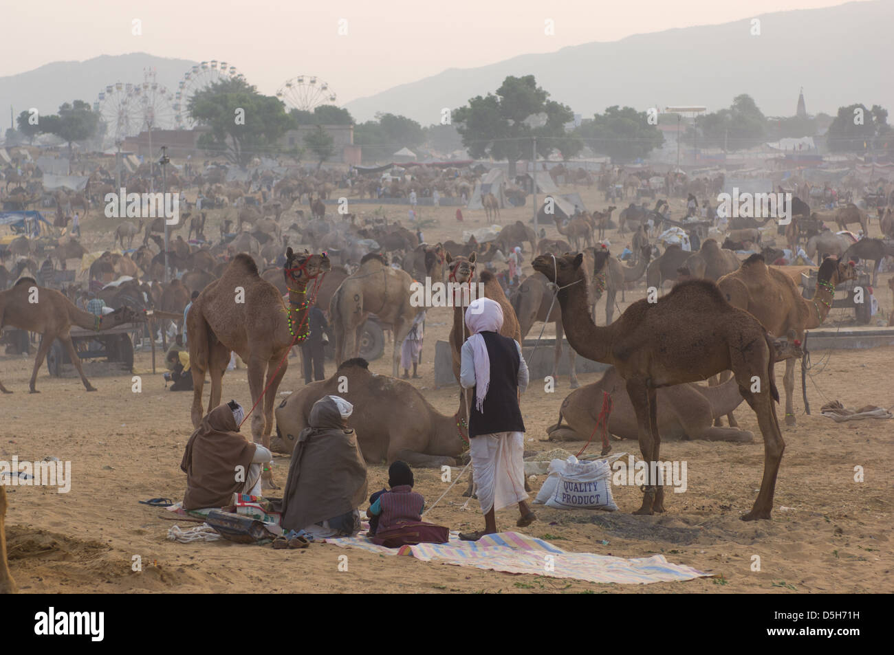 Rajasthani men  camped in front of a sea of camels in the desert with the ferris wheels of the fairground behind,  Pushlar Mela, Pushkar, Rajasthan, India Stock Photo