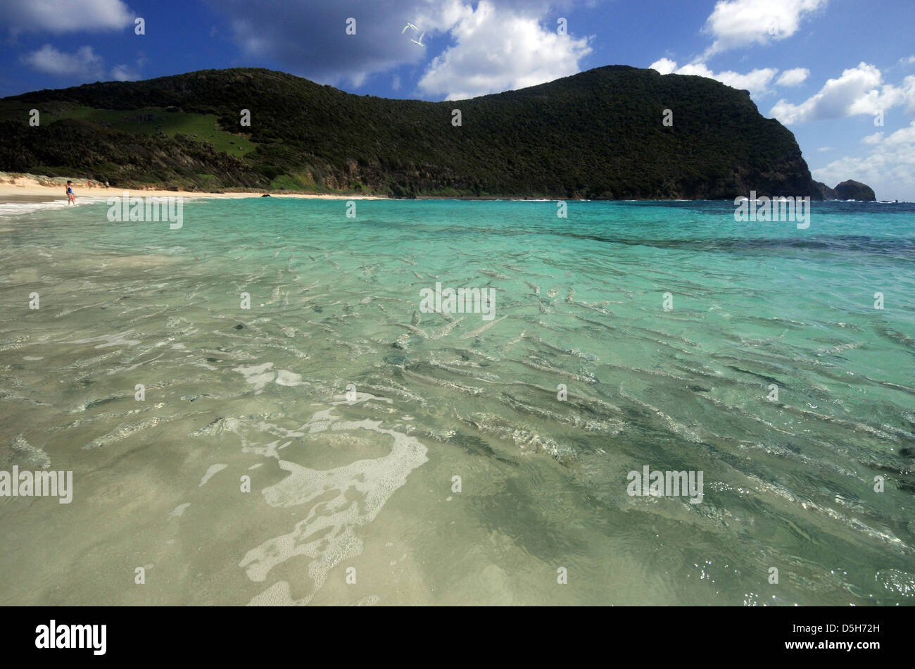 Fish in the shallows at Ned's Beach, Lord Howe Island, Australia. No MR