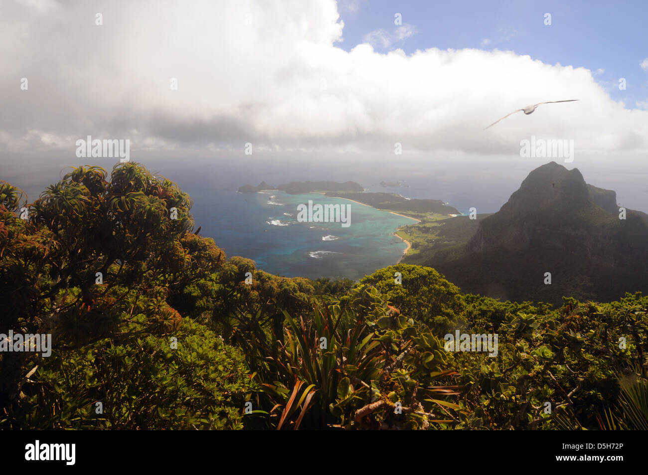 View from summit of Mt Gower over Mt Lidgbird and Lord Howe Island, with providence petrels. NSW, Australia Stock Photo