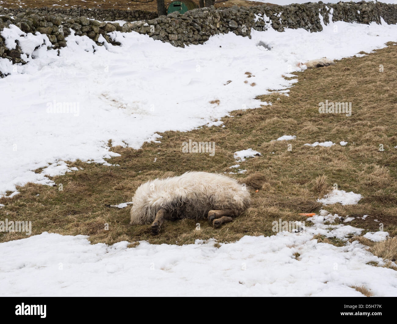 Conwy, North Wales, UK 2nd April 2013. Two dead sheep lie by a snow hole after being buried in a snow drift where they sheltered in the hills of Snowdonia when heavy snowfall hit the region.  During the coldest March in the UK since 1962 heavy snow fell in the mountains of North Wales and many hillfarmers lost sheep in the sudden severe weather. Farmers on remote farms now face the problem of disposing of the bodies. Stock Photo