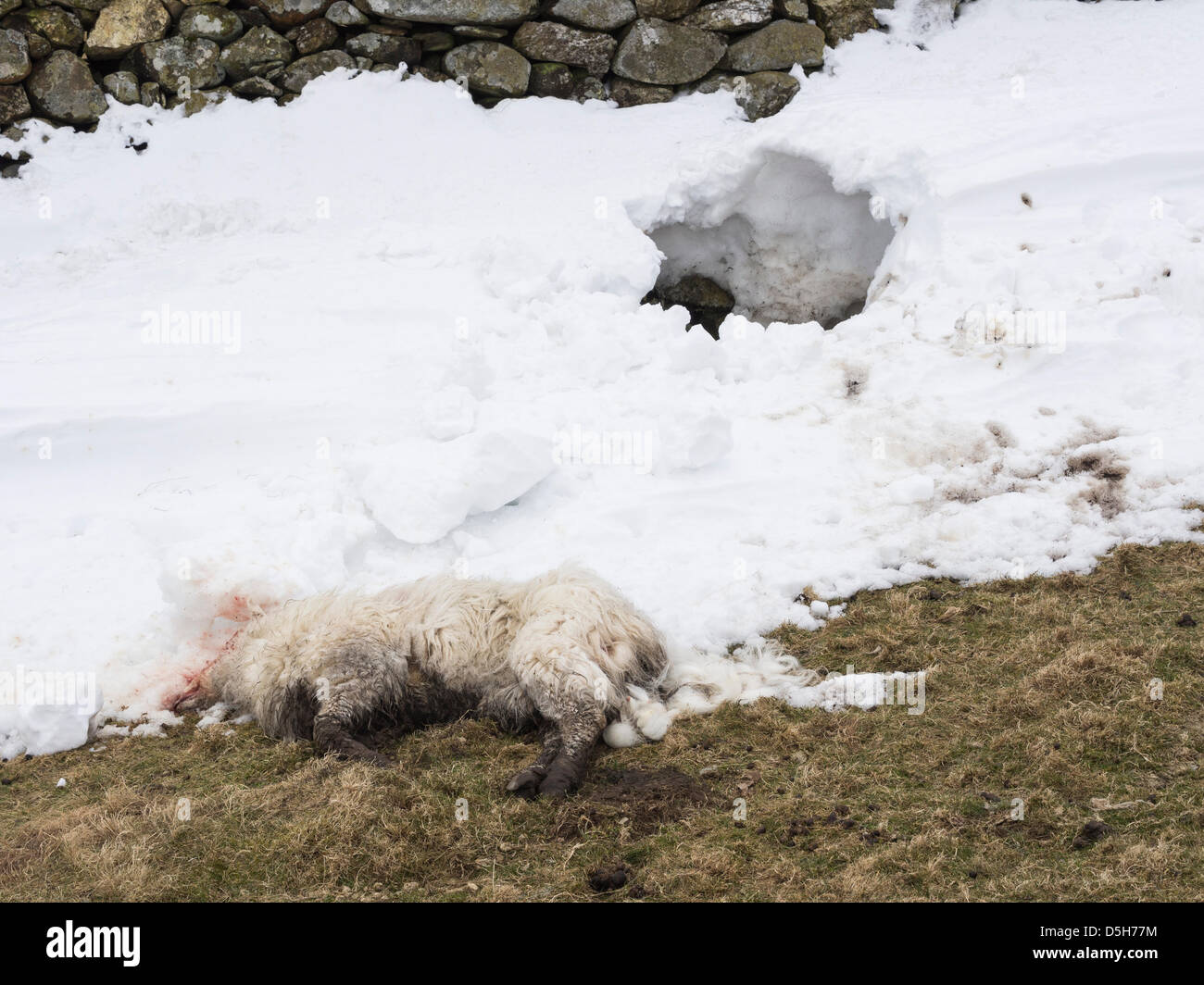 Conwy, North Wales, UK 2nd April 2013. Dead sheep lie by a snow hole after being buried in a snow drift where they sheltered in the hills of Snowdonia when heavy snowfall hit the region.  During the coldest March in the UK since 1962 heavy snow fell in the mountains of North Wales and many hillfarmers lost sheep in the sudden severe weather. Farmers on remote farms now face the problem of disposing of the bodies. Stock Photo