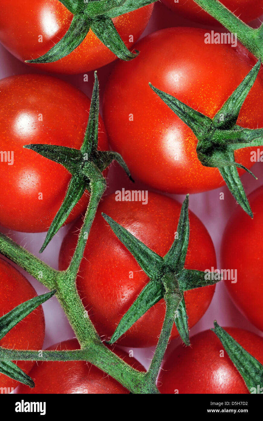 Cherry tomatoes on the vine against a white background Stock Photo - Alamy
