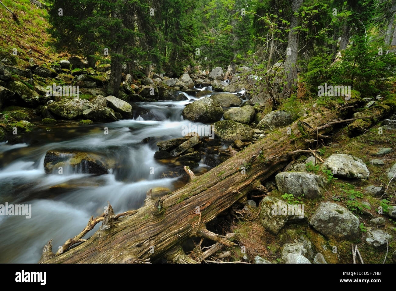 Romania / Retezat National Park - Ancient wilderness in Bucura Valley. Stock Photo
