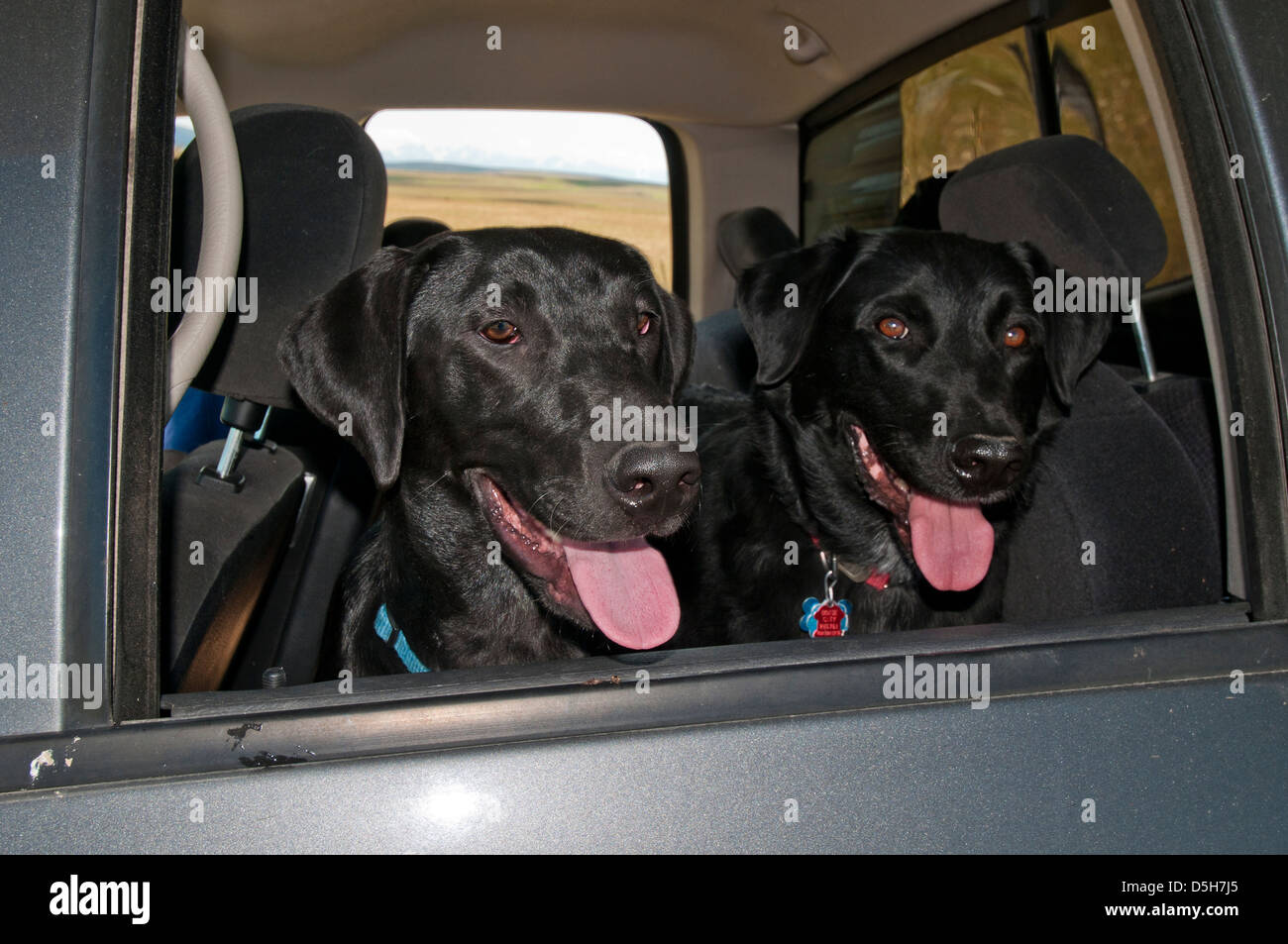 Black Labrador retrievers in truck Stock Photo