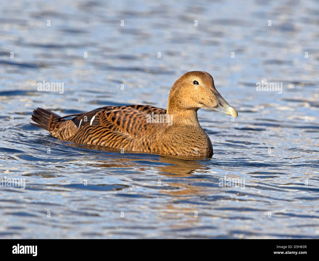 Female common eider in sea Stock Photo Alamy
