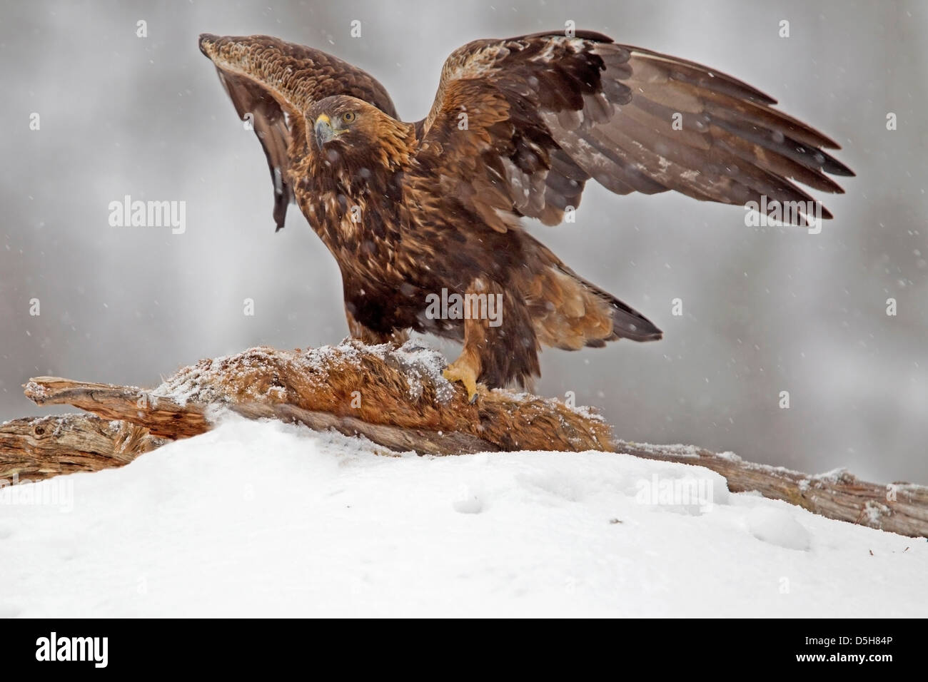 Golden Eagle Wings Spread With Fox Carcass In Snow Stock