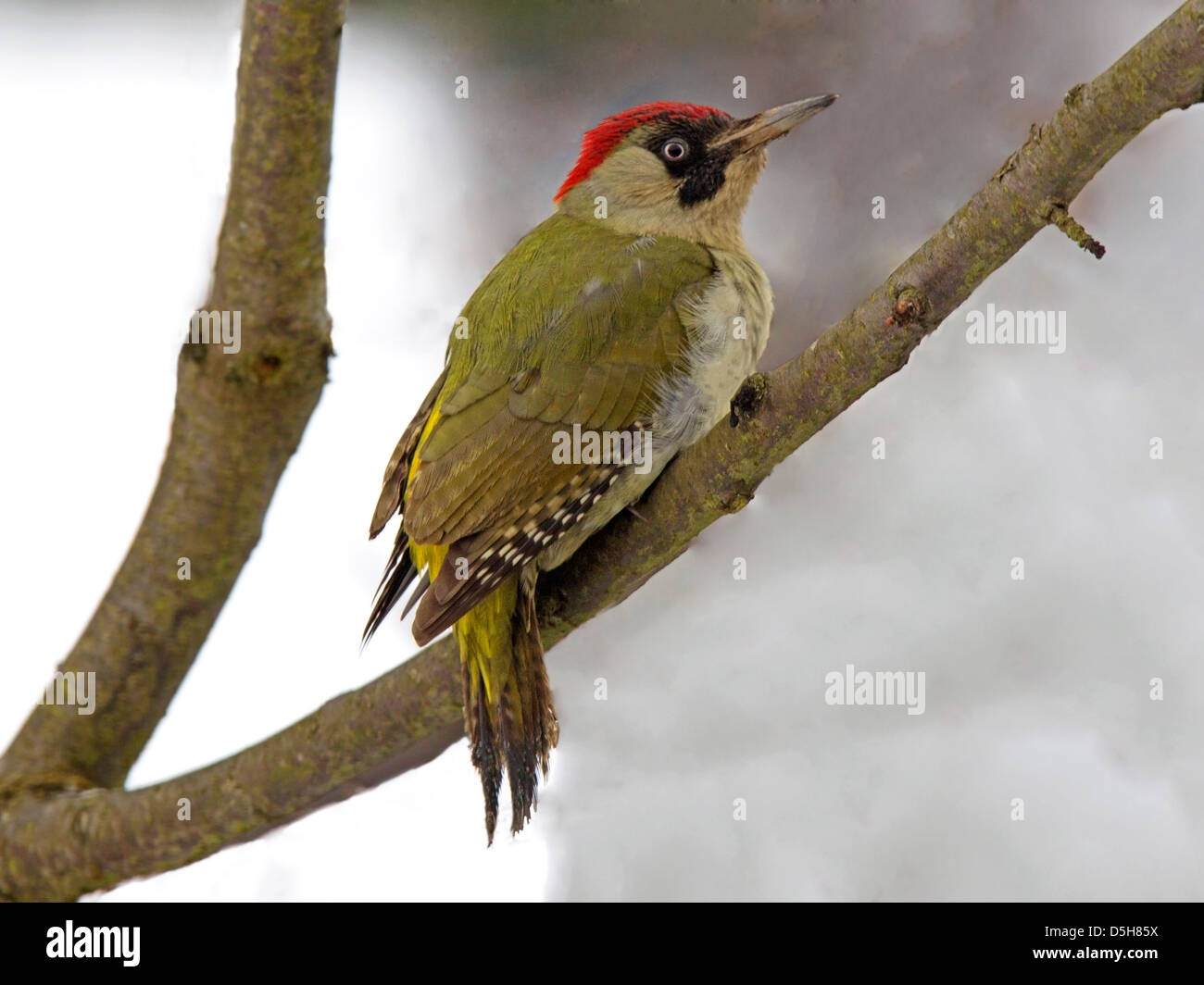 Female green woodpecker perched Stock Photo