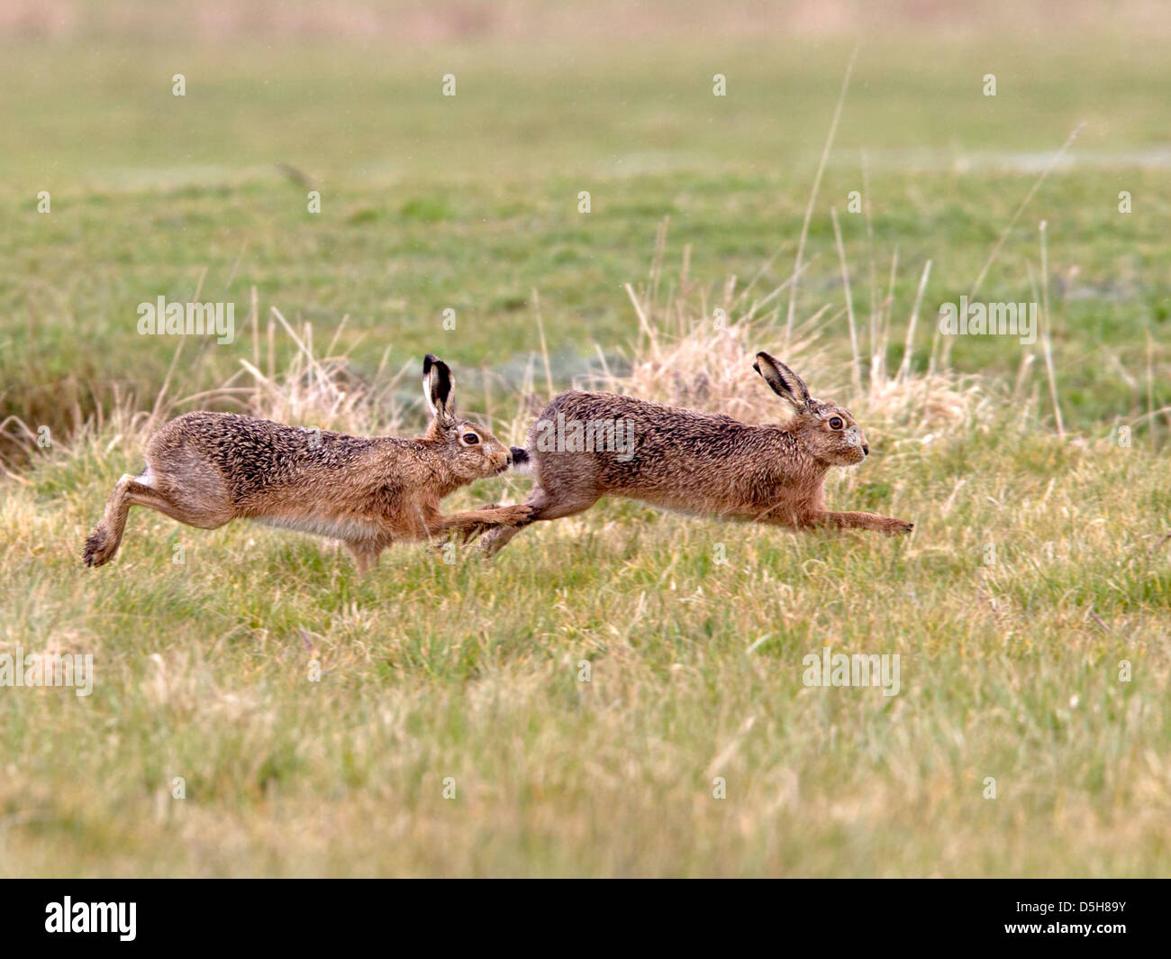 European brown hare, male chasing female Stock Photo