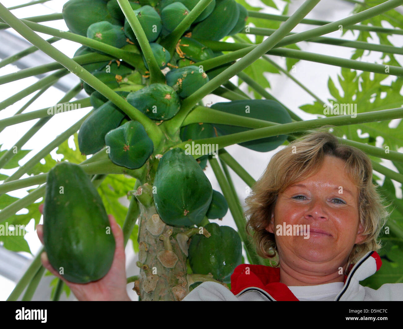 Sylvia Berndt checks out a papaya tree in the tropical greenhouse of