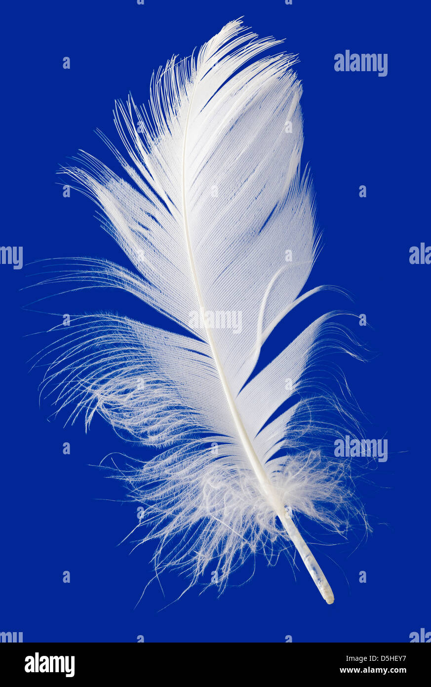 Goose feather top