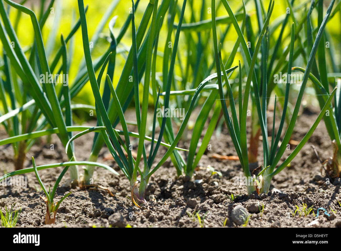 Growing onions in vegetable garden, springtime Stock Photo Alamy