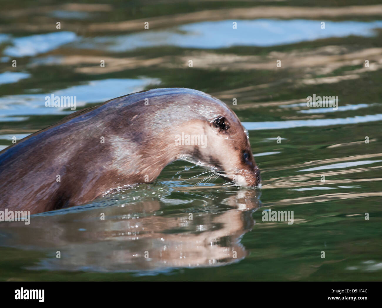 Wild European Otter Lutra lutra swimming in Norfolk river Stock Photo