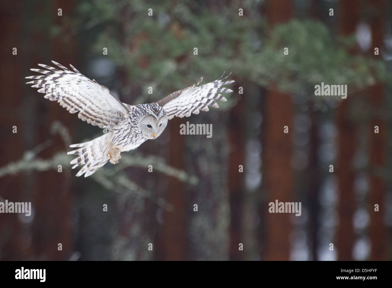 Wild Ural Owl (Strix uralensis) in flight, concentrated on hunting. Stock Photo