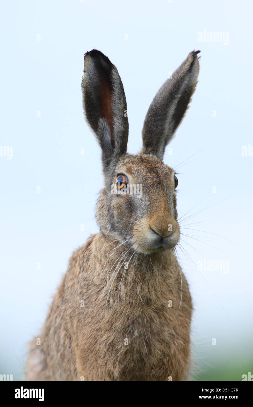 Portrait of Wild Brown Hare (Lepus europaeus), Europe Stock Photo