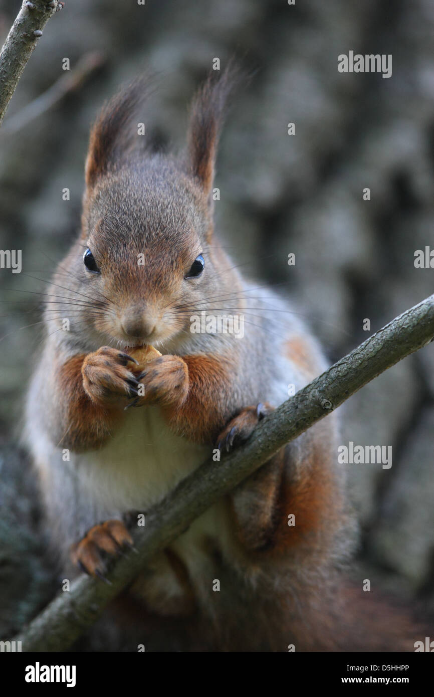 Squirrel sitting oak tree hires stock photography and images Alamy