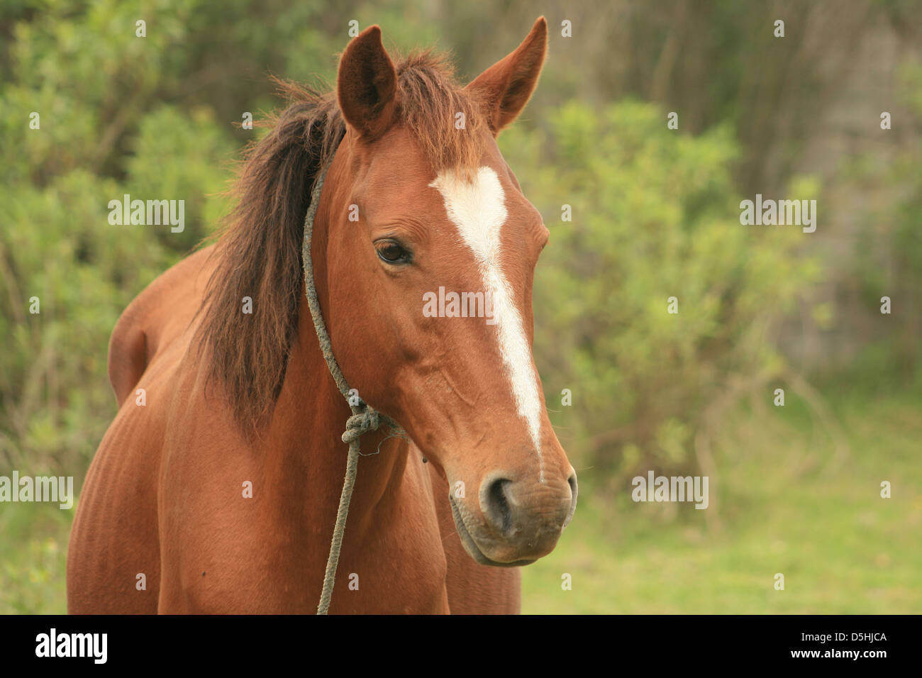 A brown horse standing in a farmers pasture in Cotacachi, Ecuador Stock Photo