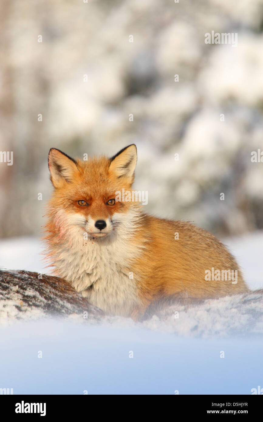 Portrait of Red Fox (Vulpes vulpes), Europe Stock Photo