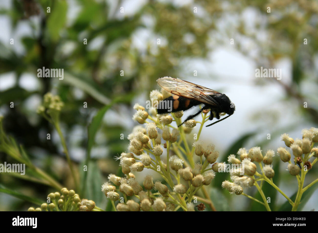 A black bee with yellow stripes pollinating a small white flower on a