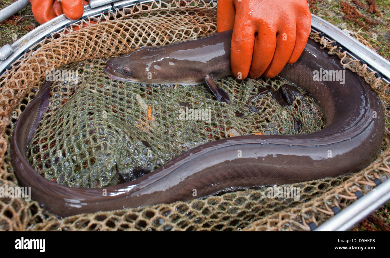 FILE - A file picture dated 24 March 2009 of an employee of the fishing farm Koellnitz with an eel in Gross Schauen, Germany. If Germany does not make concessions to the EU, German freshwater fishermen and anglers are threatened by a complete ban on eel fishing by the EU commission. According to the president of the 'association of freshwater fishers in Mechlenburg-Western Pomerani Stock Photo