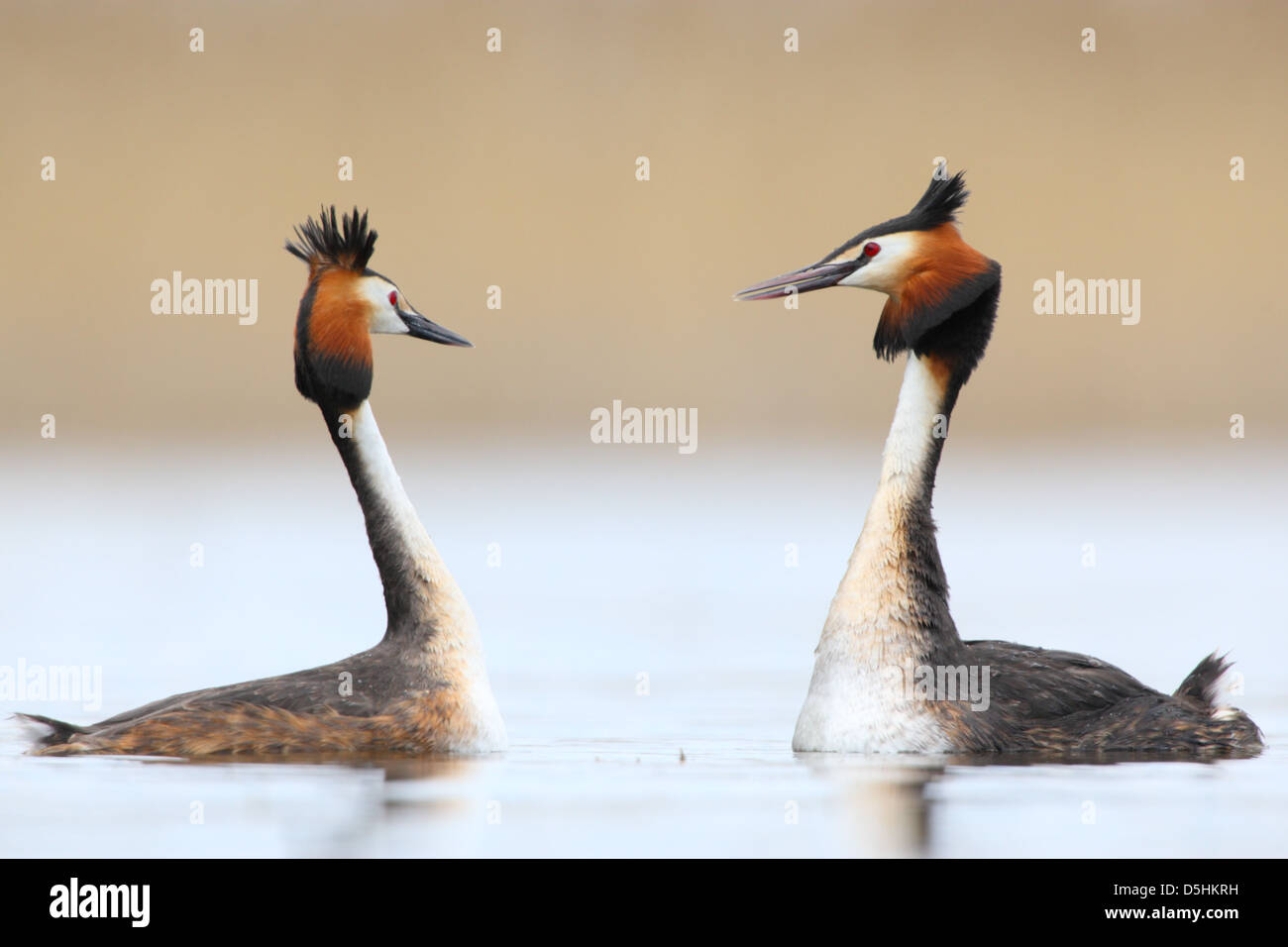 Great Crested Grebes (Podiceps cristatus) in courtship display, shaking heads. Europe Stock Photo