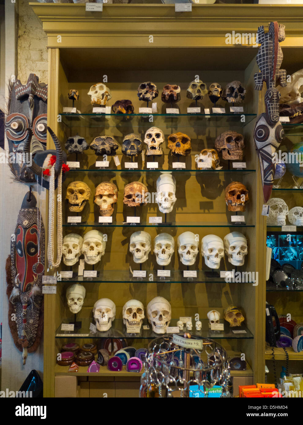 Evolution store in New York City Stock Photo - Alamy