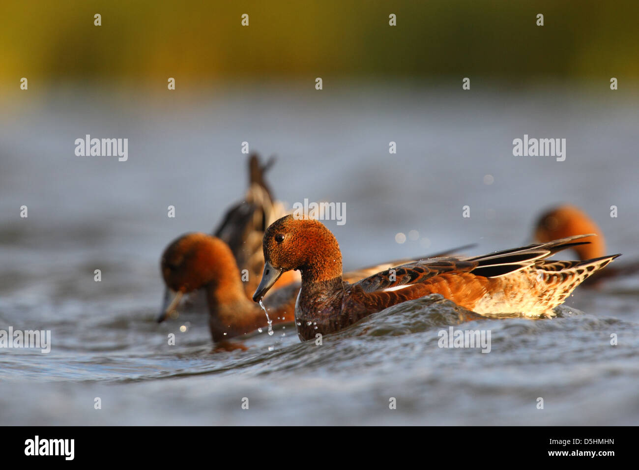 Feeding Wigeon's (Anas penelope), Europe Stock Photo