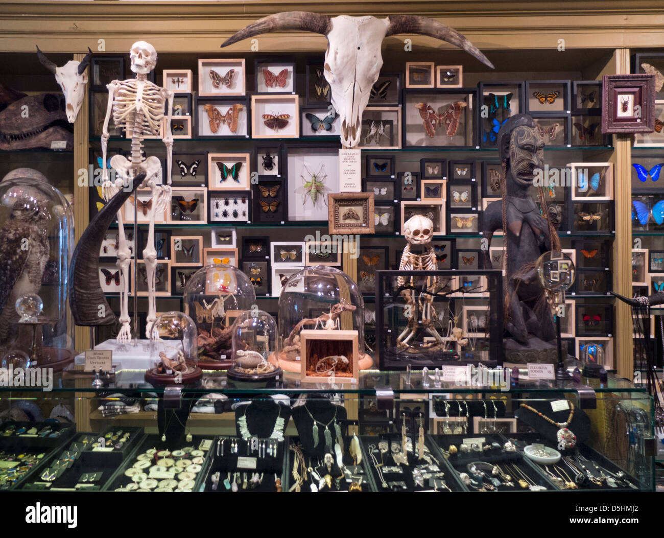 Evolution store in New York City Stock Photo - Alamy