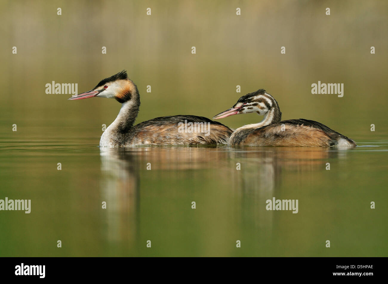 Great crested grebe (Podiceps cristatus), female and young on water. Stock Photo