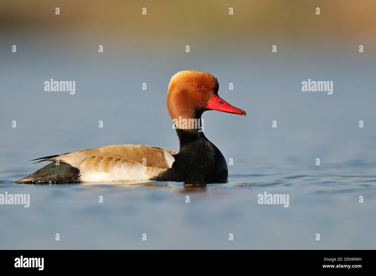 Red-crested pochard (Netta rufina) Stock Photo