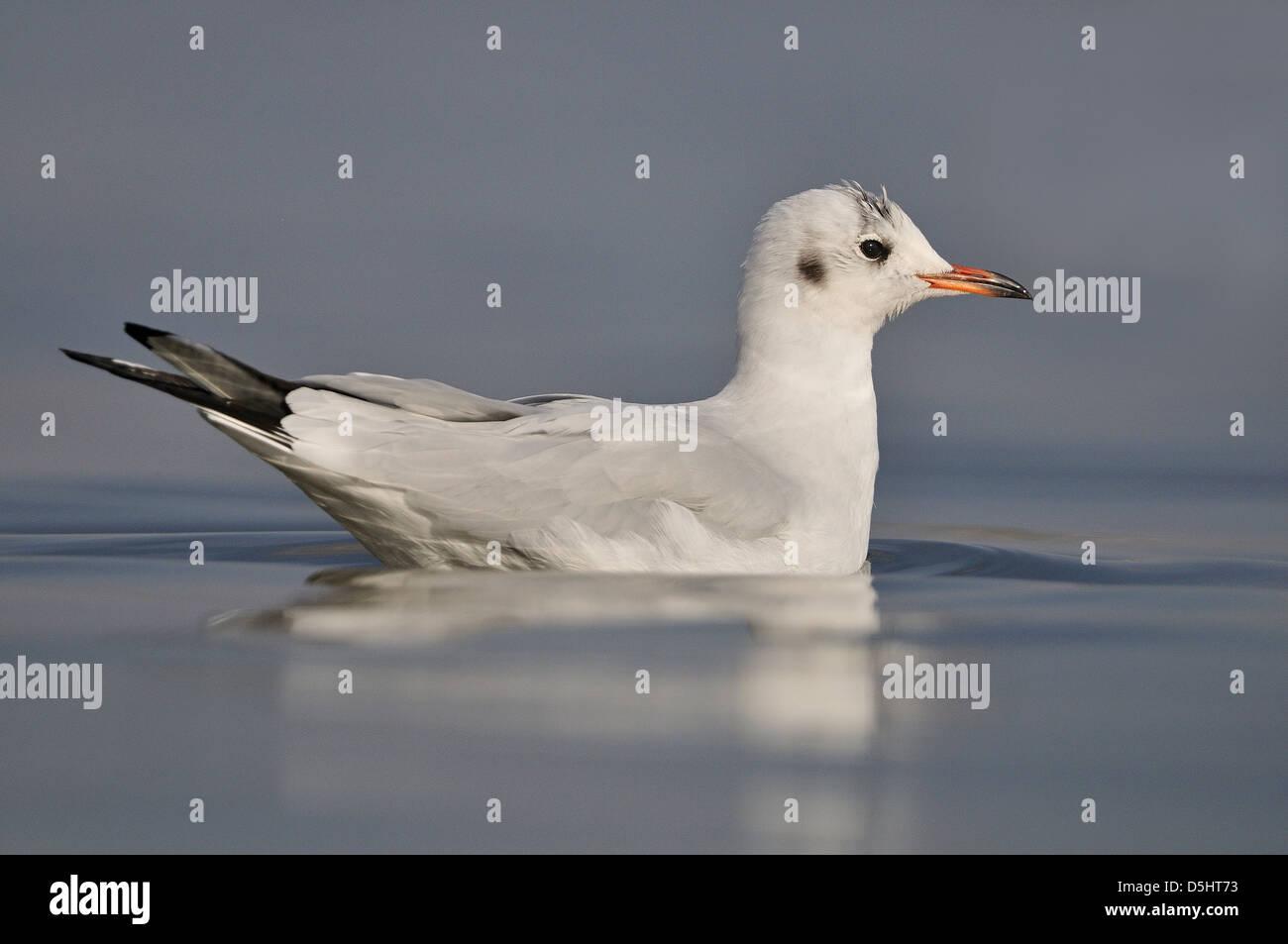 Black-headed gull (Chroicocephalus ridibundus) Stock Photo