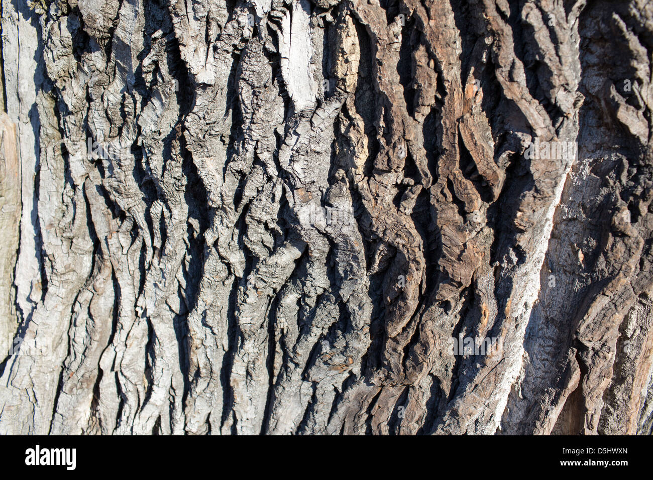 Tree like structure hi-res stock photography and images - Alamy