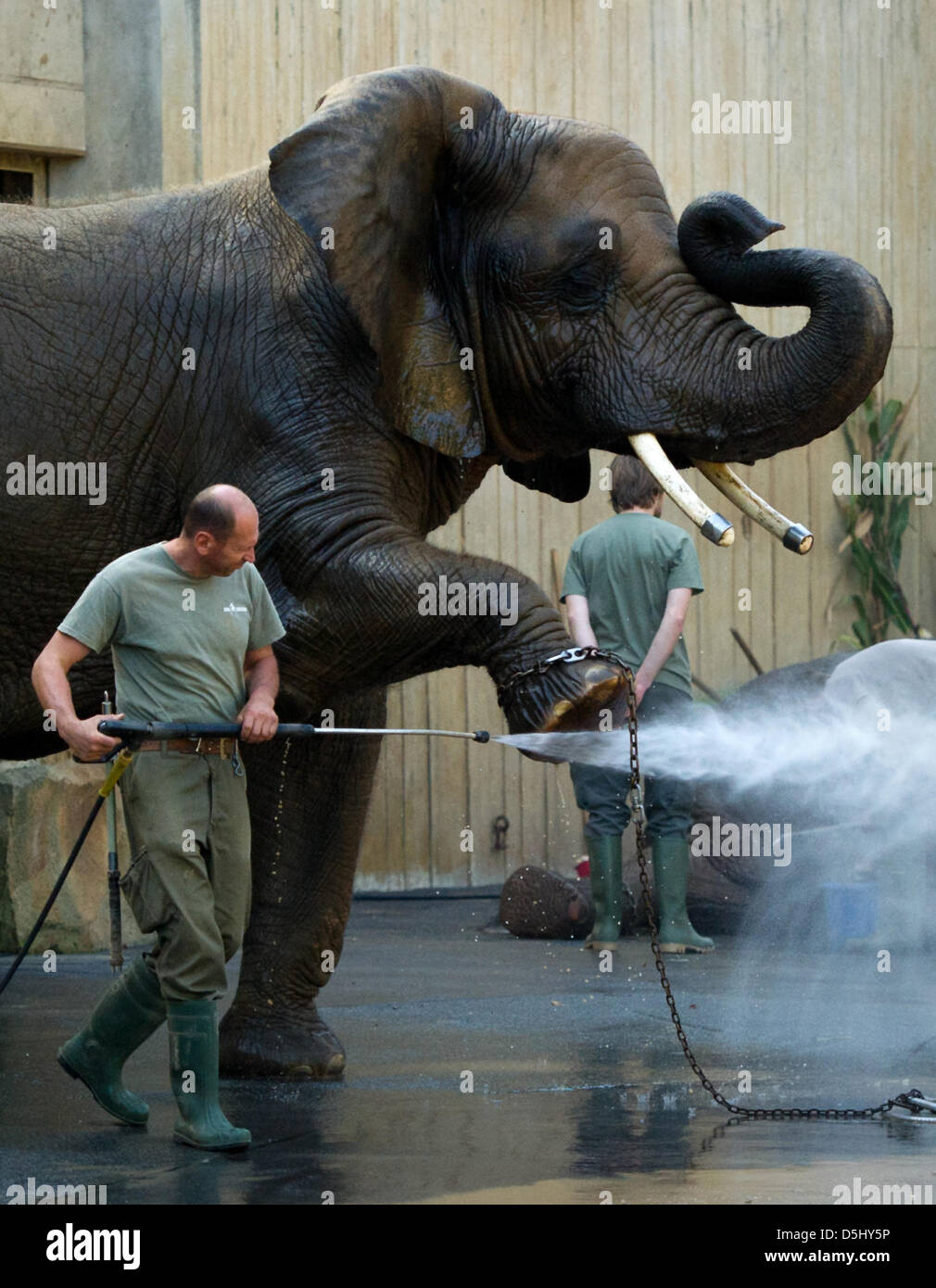 Zoo keeper Rainer Kraut cleans African elephant cow 'Drumbo' with a