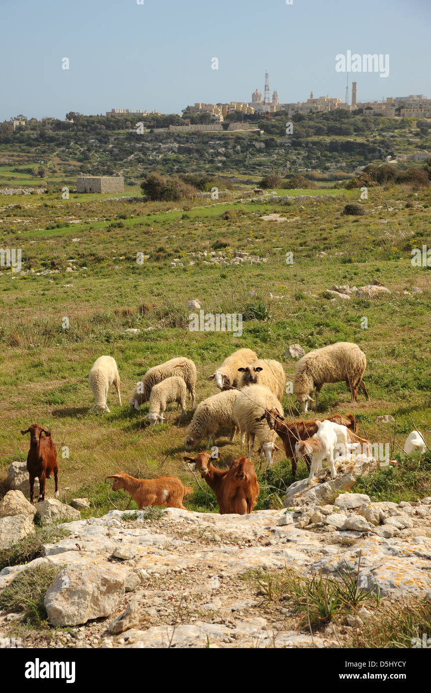 Sheep and goats graze on Malta Stock Photo