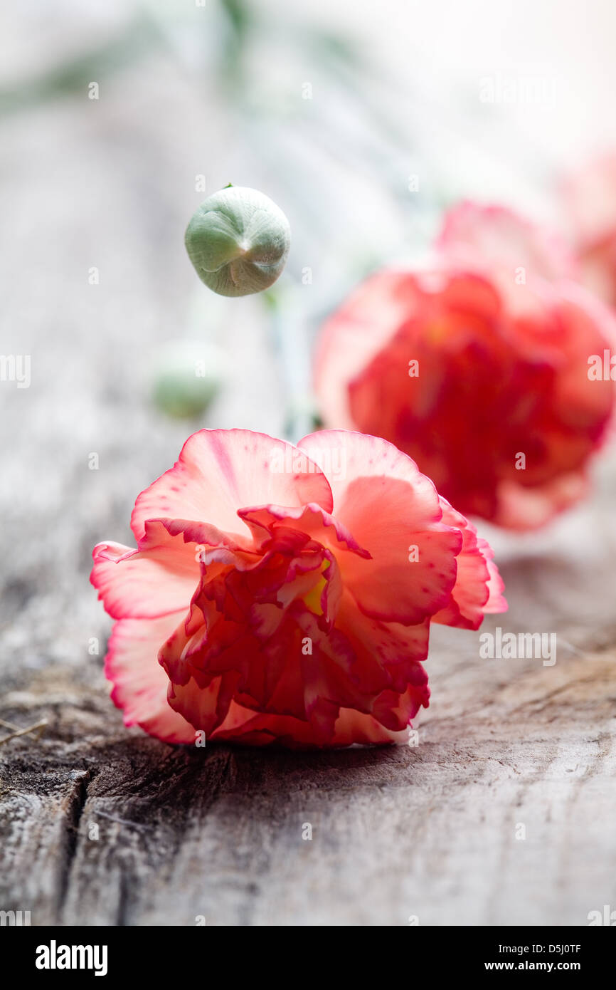 Close up of branches of dianthus on wooden table Stock Photo